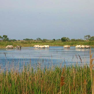 Camargue horses grazing in river