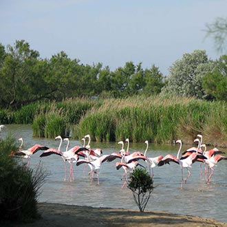 Camargue flamingos in river