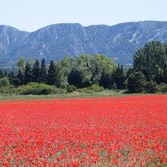 Camargue spring with poppy field and mountains