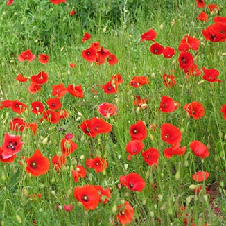 Chateauneuf-du-Pape poppies