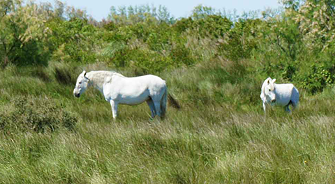 Camargue horses in field